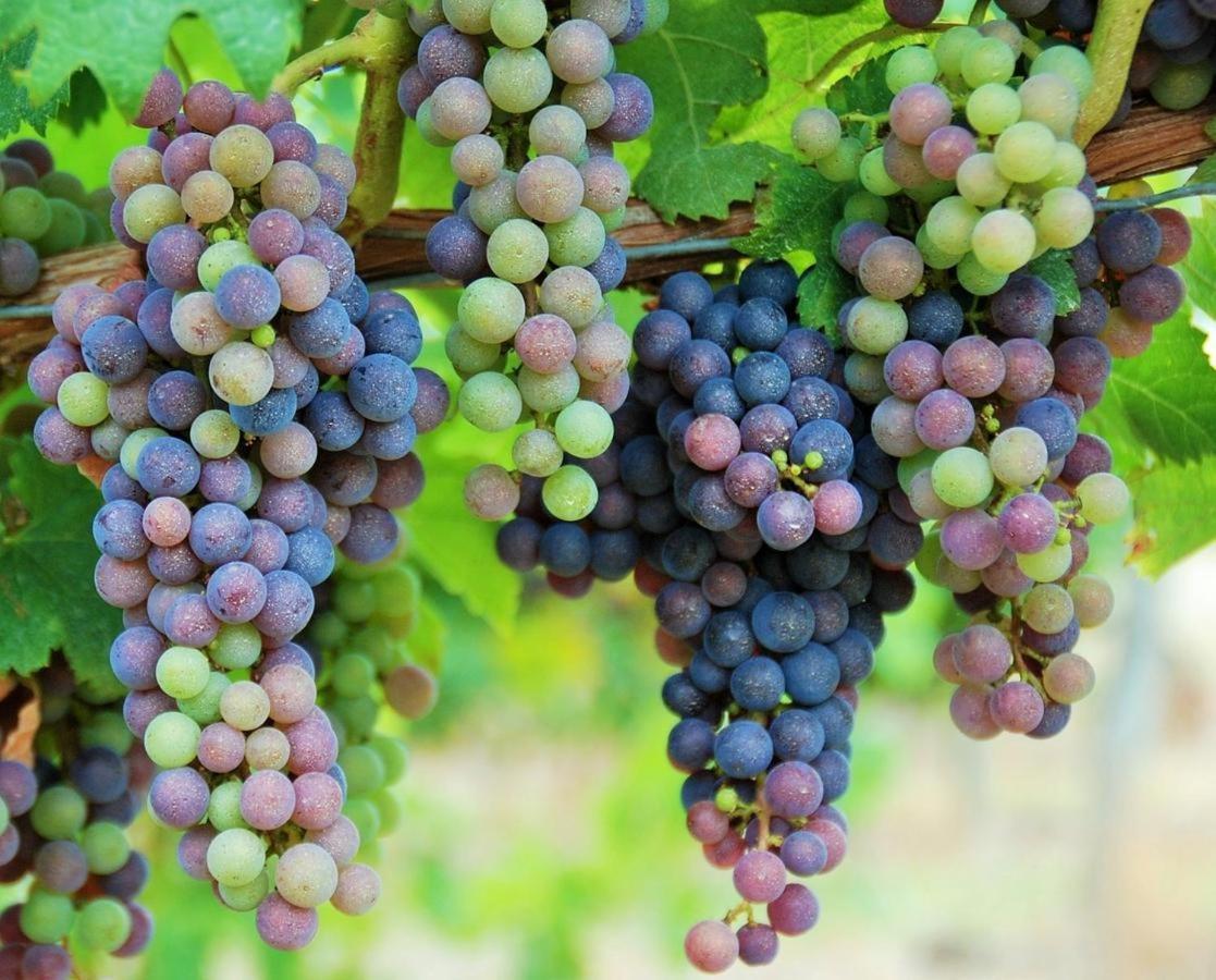 Maison Des Vignes Le Fleix Exteriér fotografie